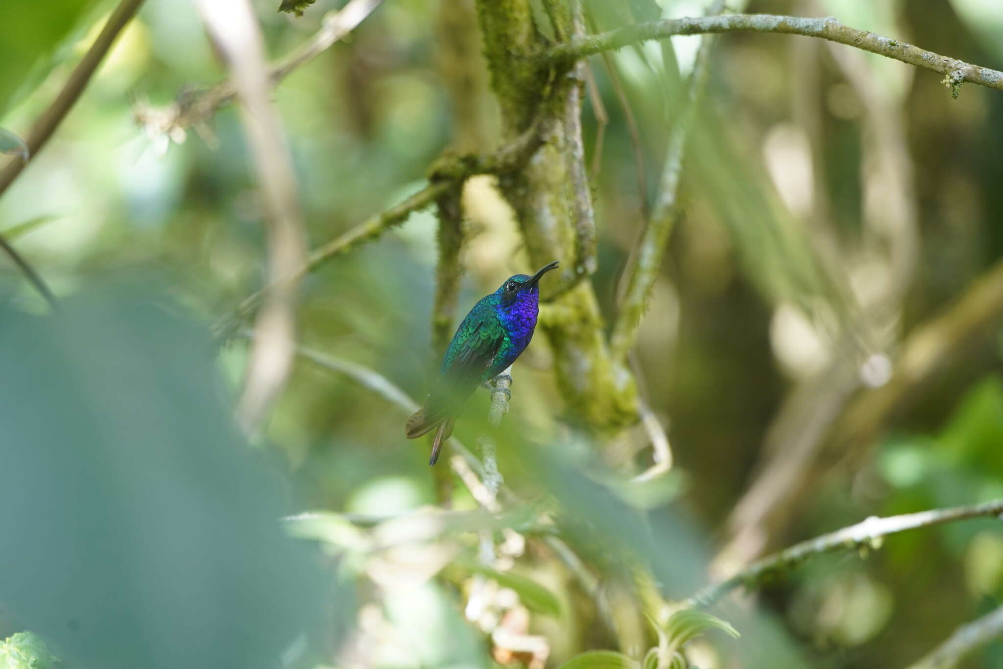 Image of Lazuline Sabrewing