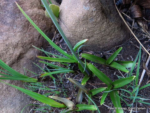 Image of Large blue squill