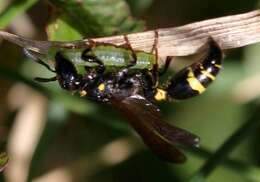 Image of Discoelius dufourii Lepeletier 1841