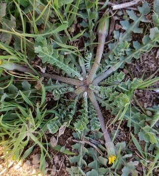 Image of Hyoseris scabra L.