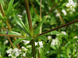 Image of Fen Bedstraw