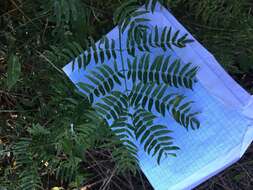 Image of Albizia inundata (Mart.) Barneby & J. W. Grimes