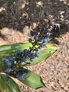 Image of Blue Berry Ginger