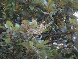 Image of Clethra purpusii L. M. González