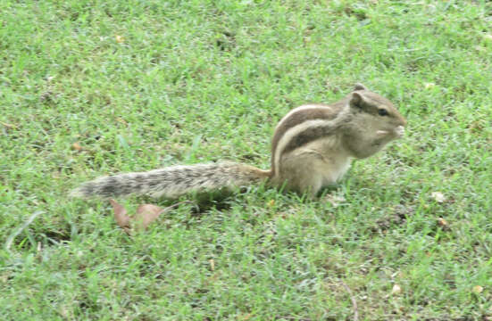 Image of Indian palm squirrel