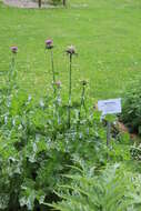 Image of Milk thistle