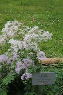 Image of Thalictrum aquilegiifolium