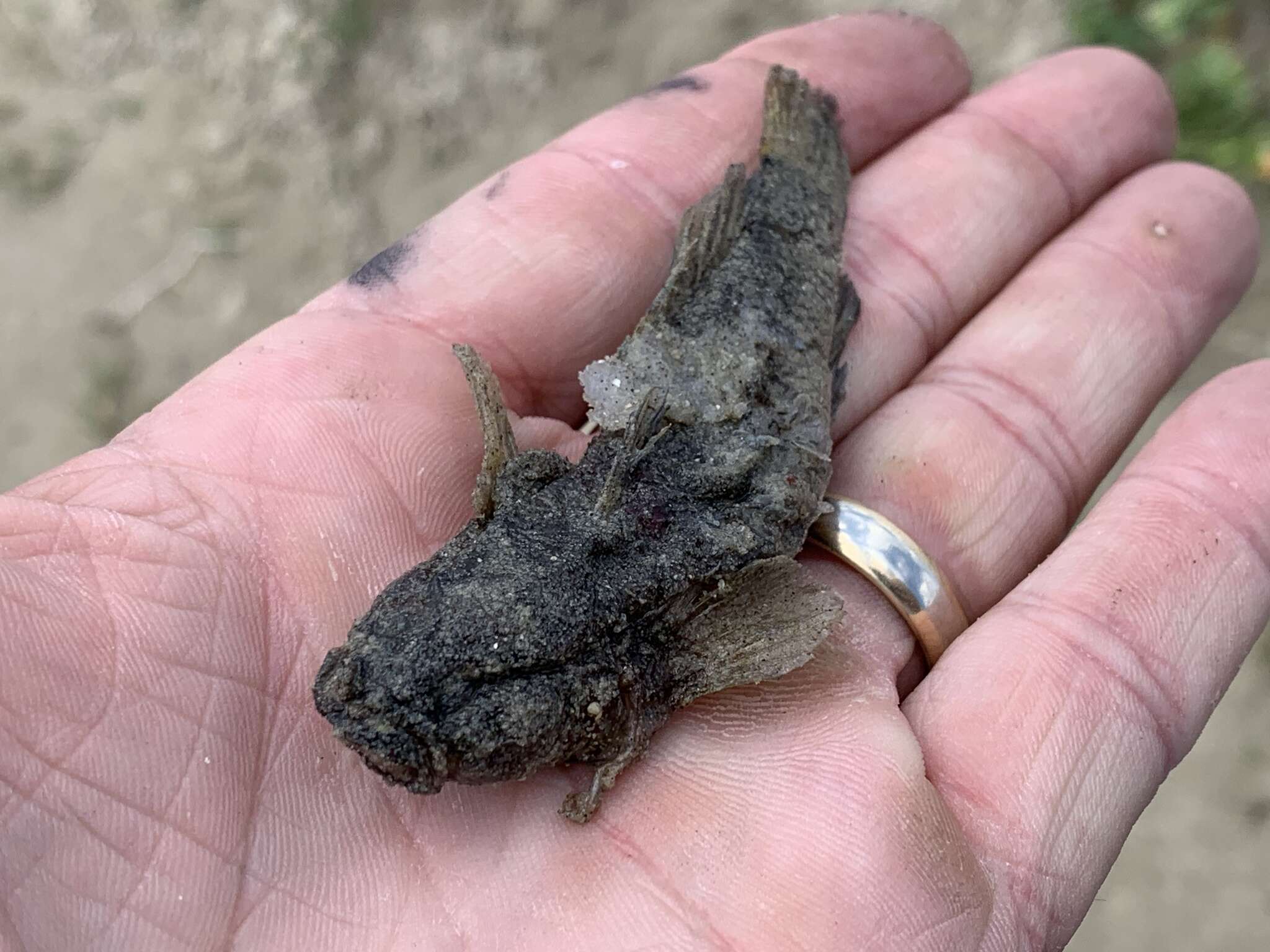 Image of Gulf Toadfish