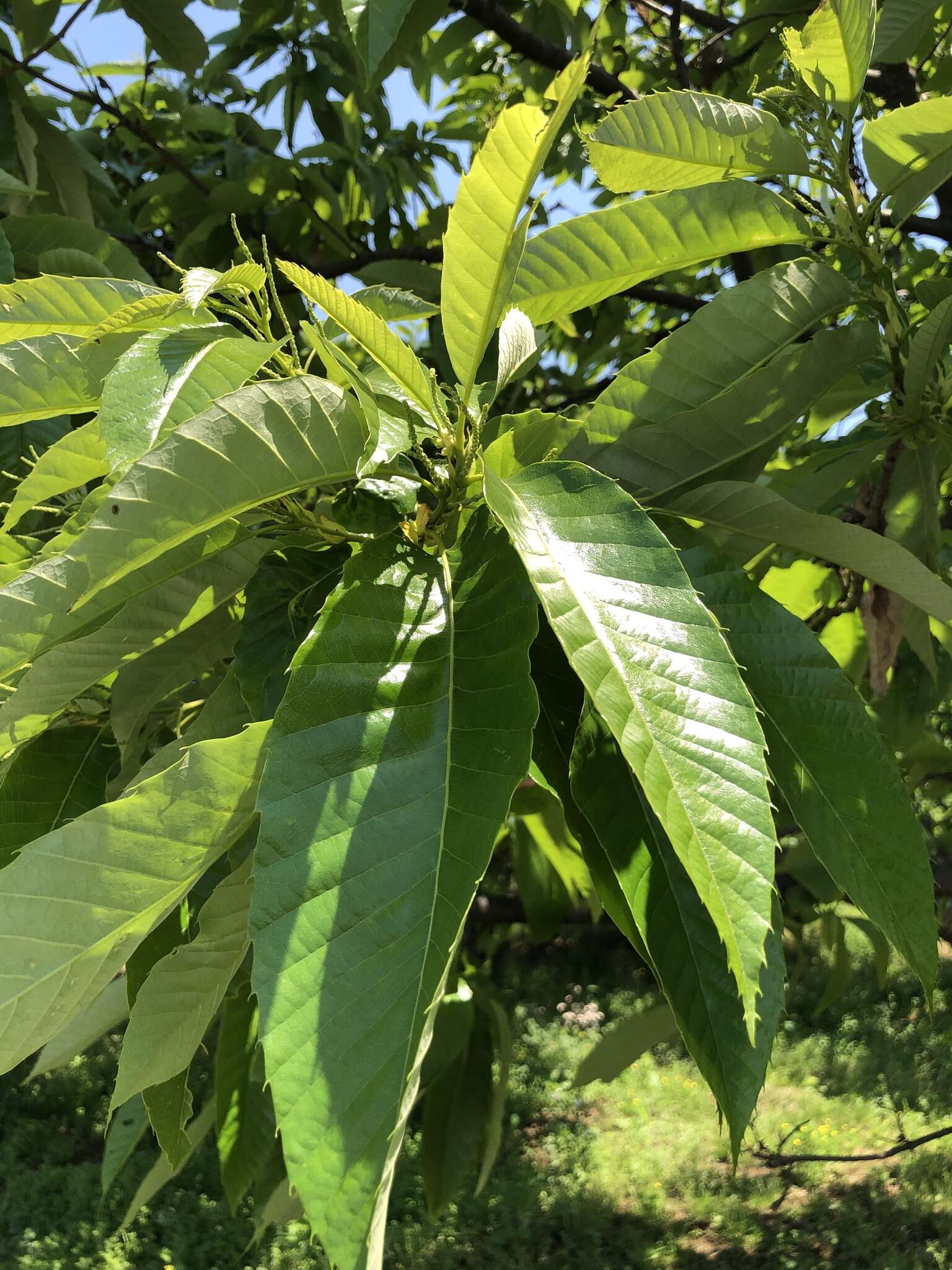 Image de Quercus acutissima Carruth.