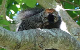 Image of Bennett's Brown Lemur