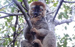 Image of Bennett's Brown Lemur