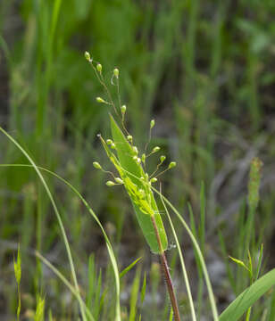 Image of Heller's Rosette Grass