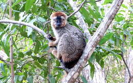 Image of Bennett's Brown Lemur