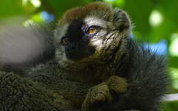 Image of Bennett's Brown Lemur