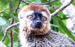 Imagem de Eulemur rufifrons (Bennett 1833)