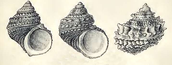 Image de Turbo castanea Gmelin 1791