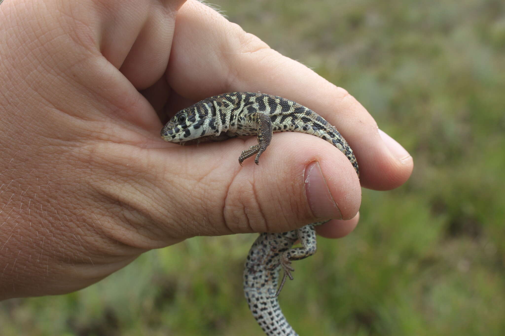 Image of Spotted Sandveld Lizard