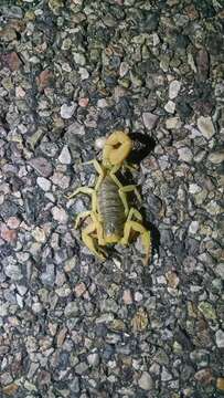 Image of Arizona Hairy Scorpion