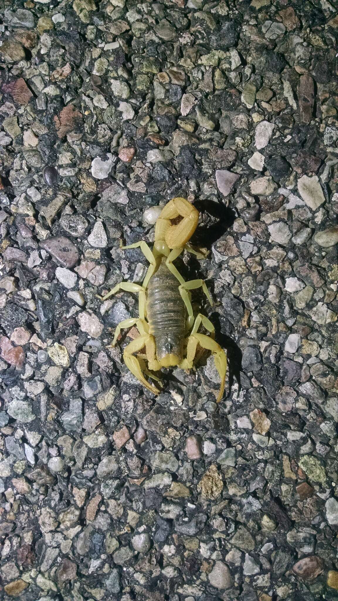 Image of Arizona Hairy Scorpion