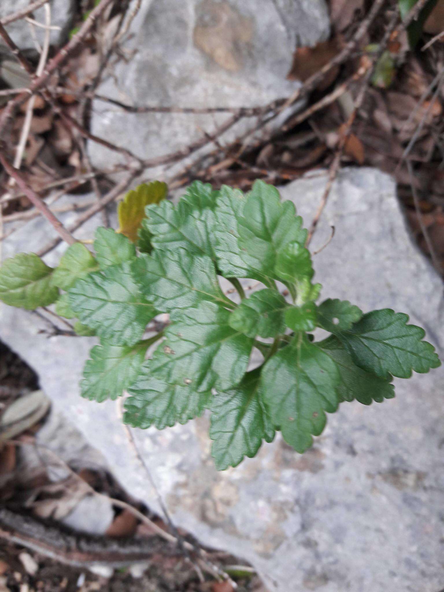 Image of Teucrium flavum subsp. flavum