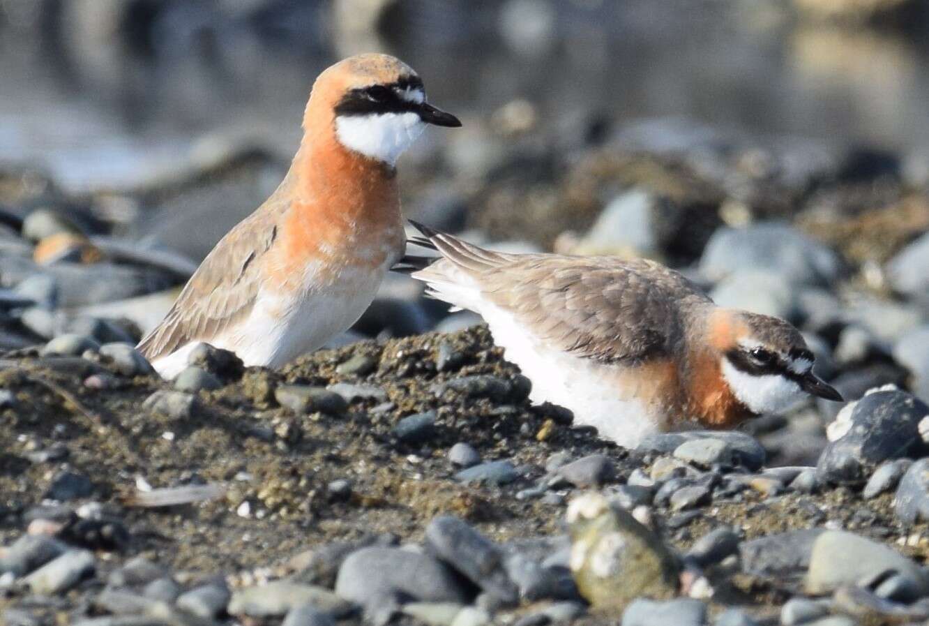 Image of Lesser Sand Plover