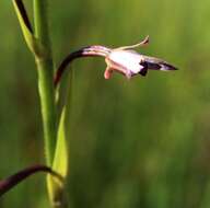 Image de Eulophia hians var. hians