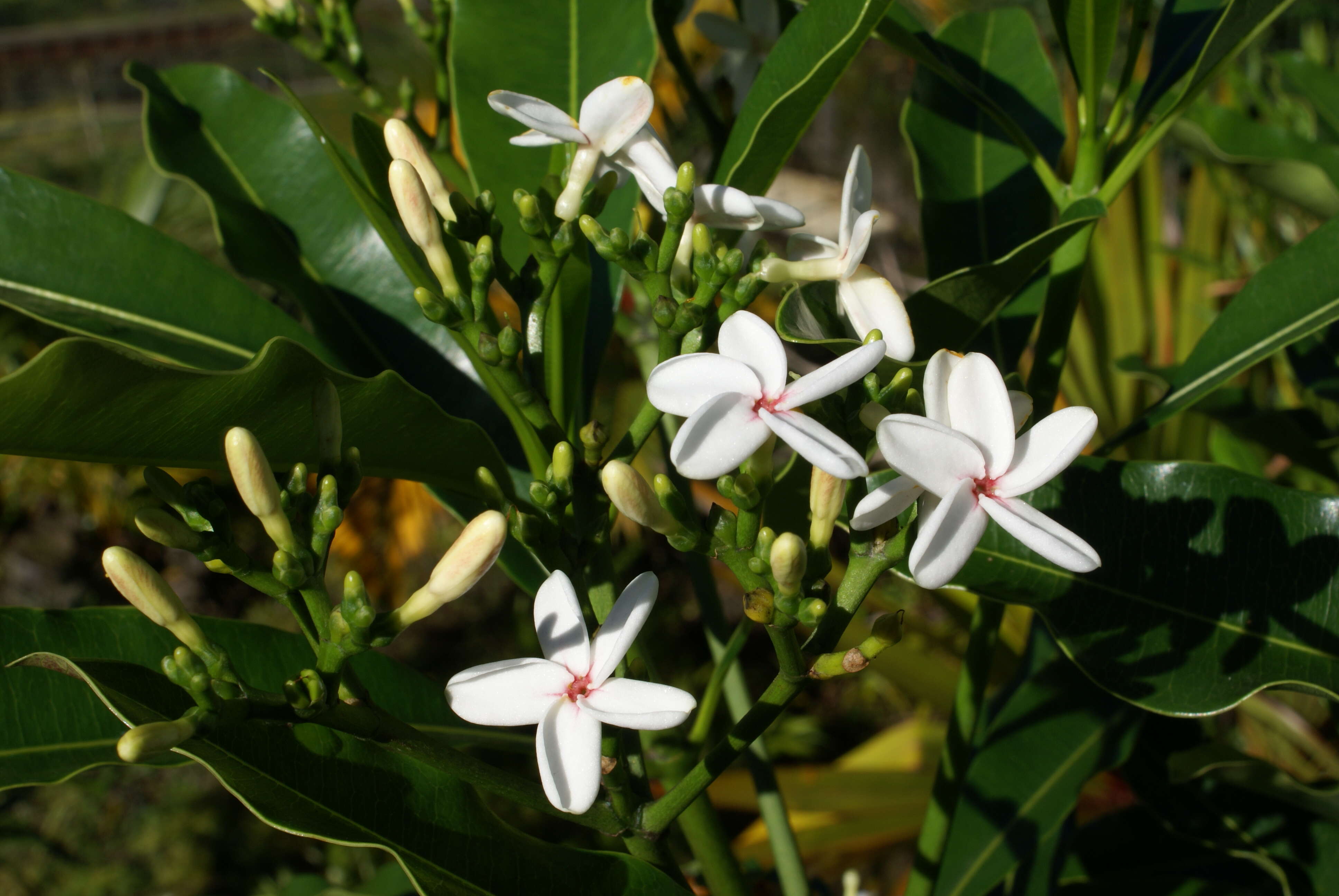 Image of Ochrosia borbonica J. F. Gmel.