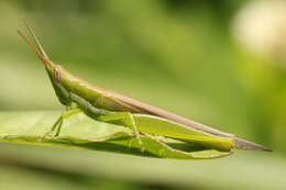 Image of Tucayaca gracilis (Giglio-Tos 1897)