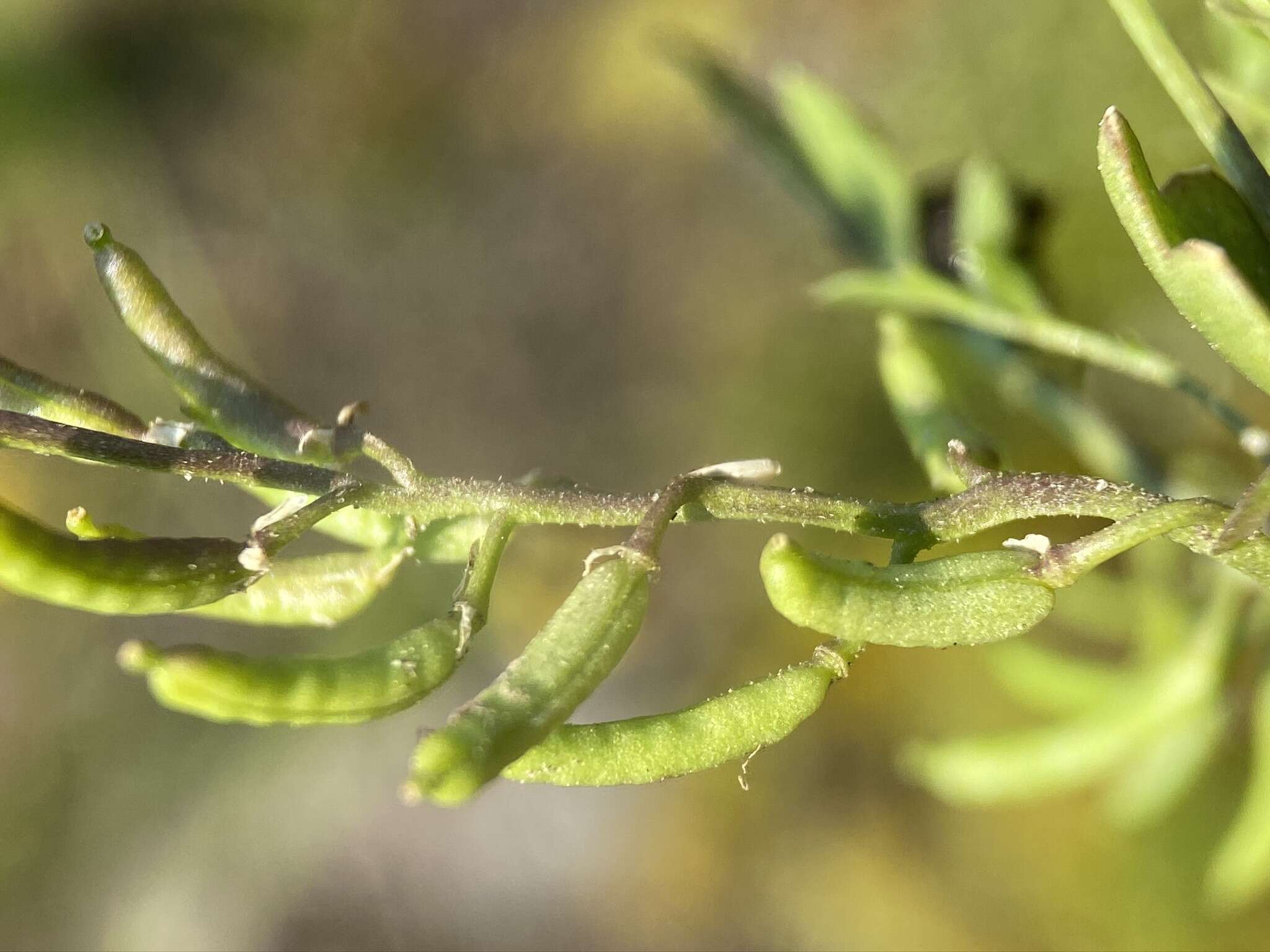 Image of curvepod yellowcress