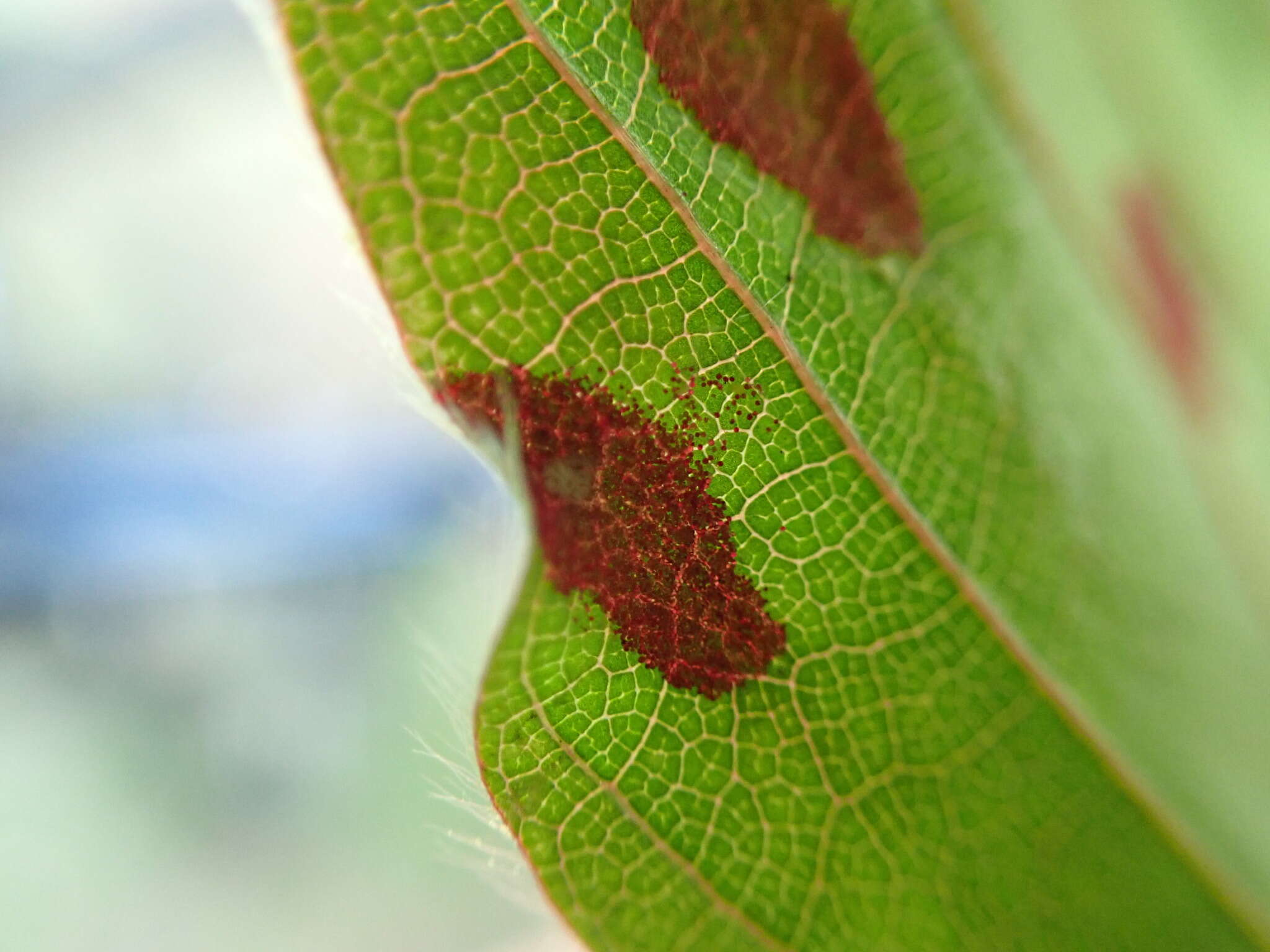 Image of <i>Aceria nervisequa</i> (G. Canestrini 1891)