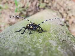 Image of Asian Longhorned Beetle