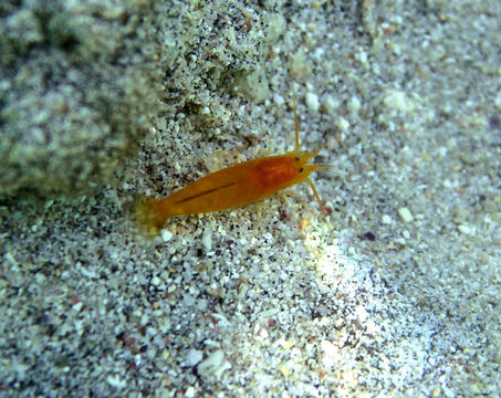Image of Salmoneus