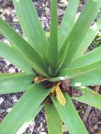 Aloe tormentorii (Marais) L. E. Newton & G. D. Rowley resmi