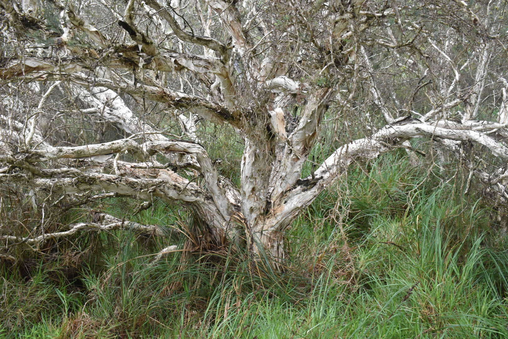 Image of Melaleuca cuticularis Labill.