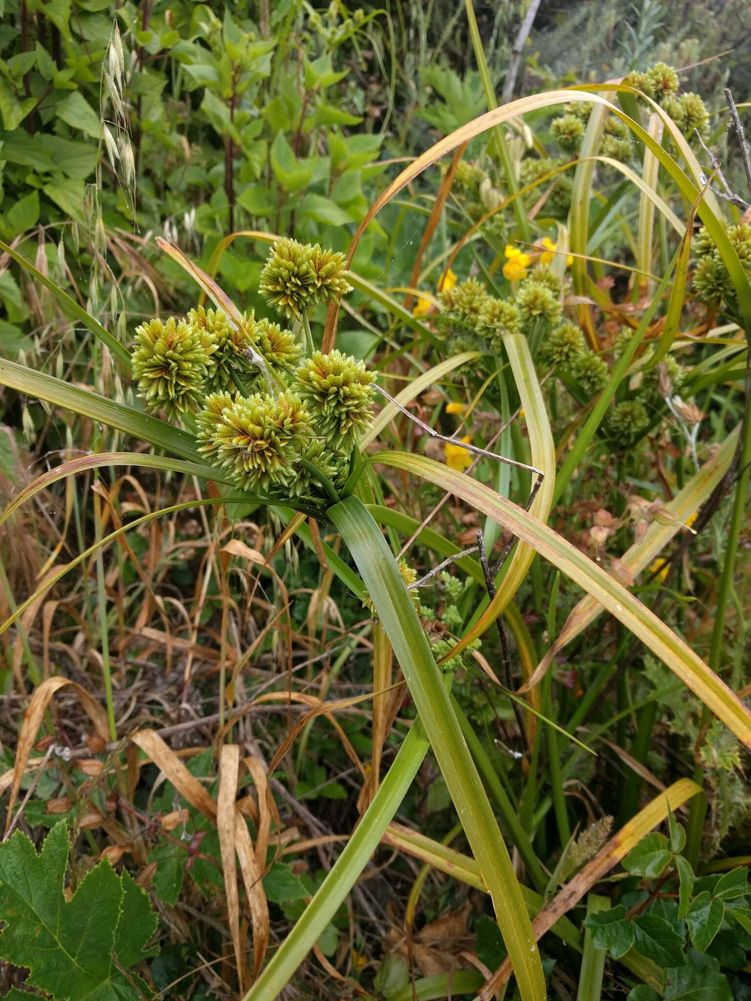 Image of Tall flatsedge