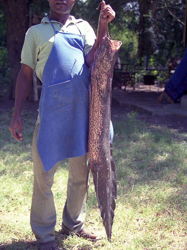 Image of African lungfishes