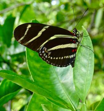 Image of Zebra Longwing