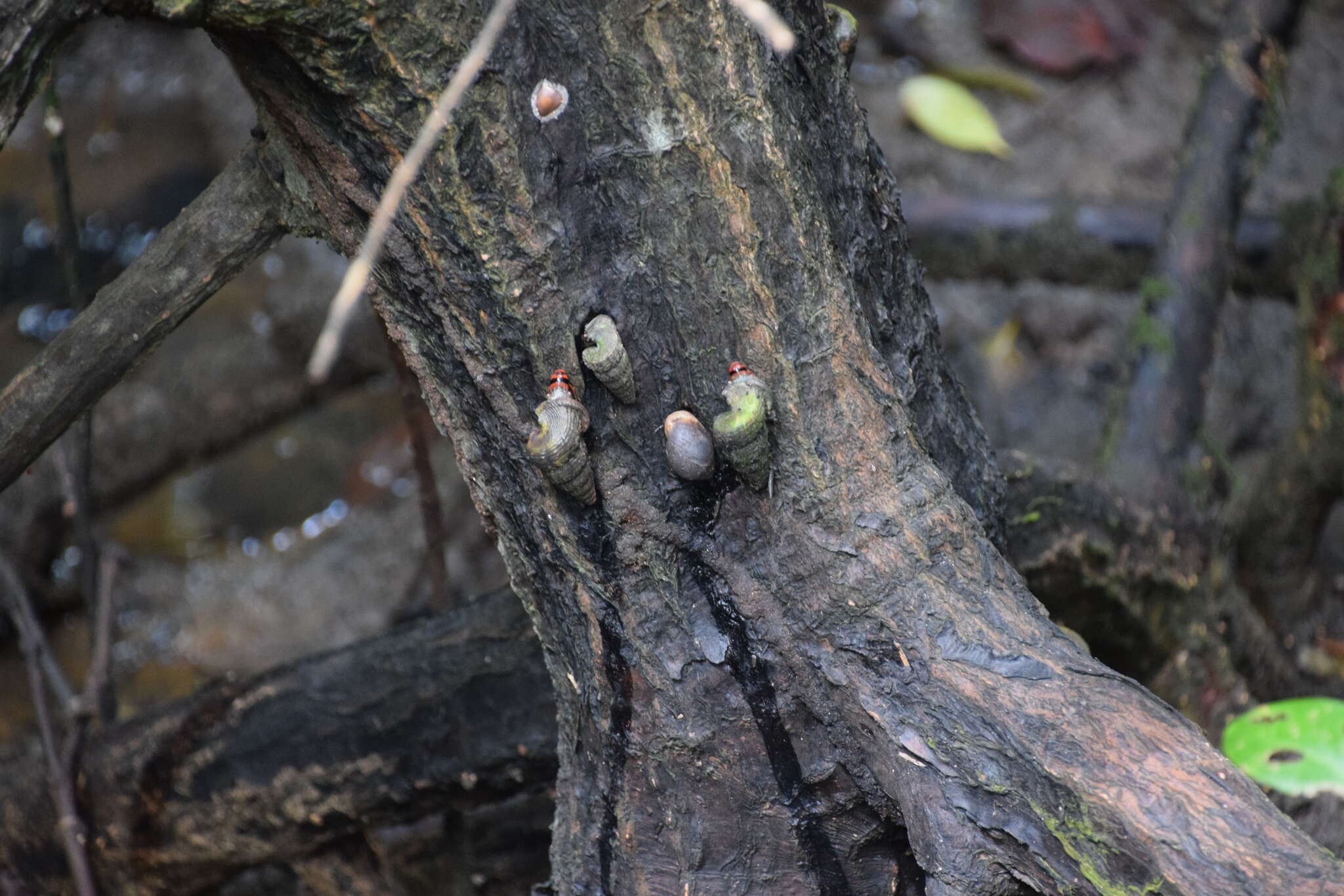 Image of mud creeper