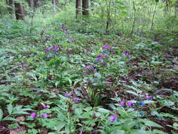 Lathyrus vernus (L.) Bernh. resmi