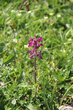 Image of Pedicularis crassirostris Bunge