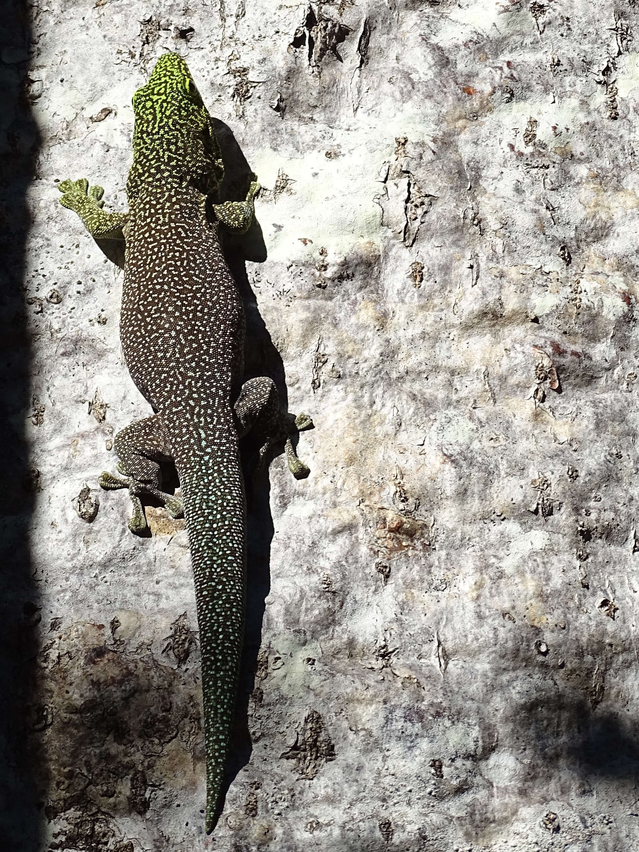 Image of Standing's Day Gecko