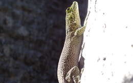 Image of Standing's Day Gecko