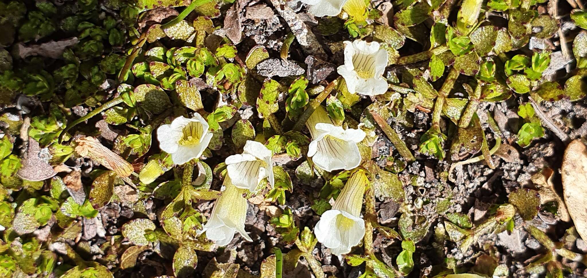 Image of Gratiola concinna Colenso