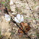 Image of Gentianella calcis subsp. calcis