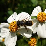 Image de Osmia azteca Cresson 1878