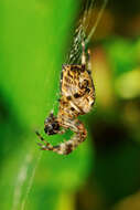 Image of Garden spider