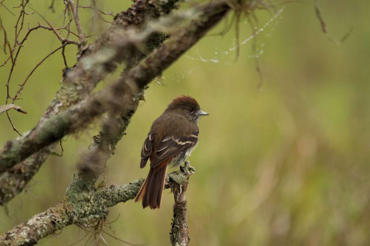 Image of Blue-billed Black Tyrant