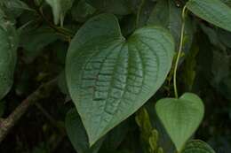 Image of Dioscorea piperifolia Humb. & Bonpl. ex Willd.