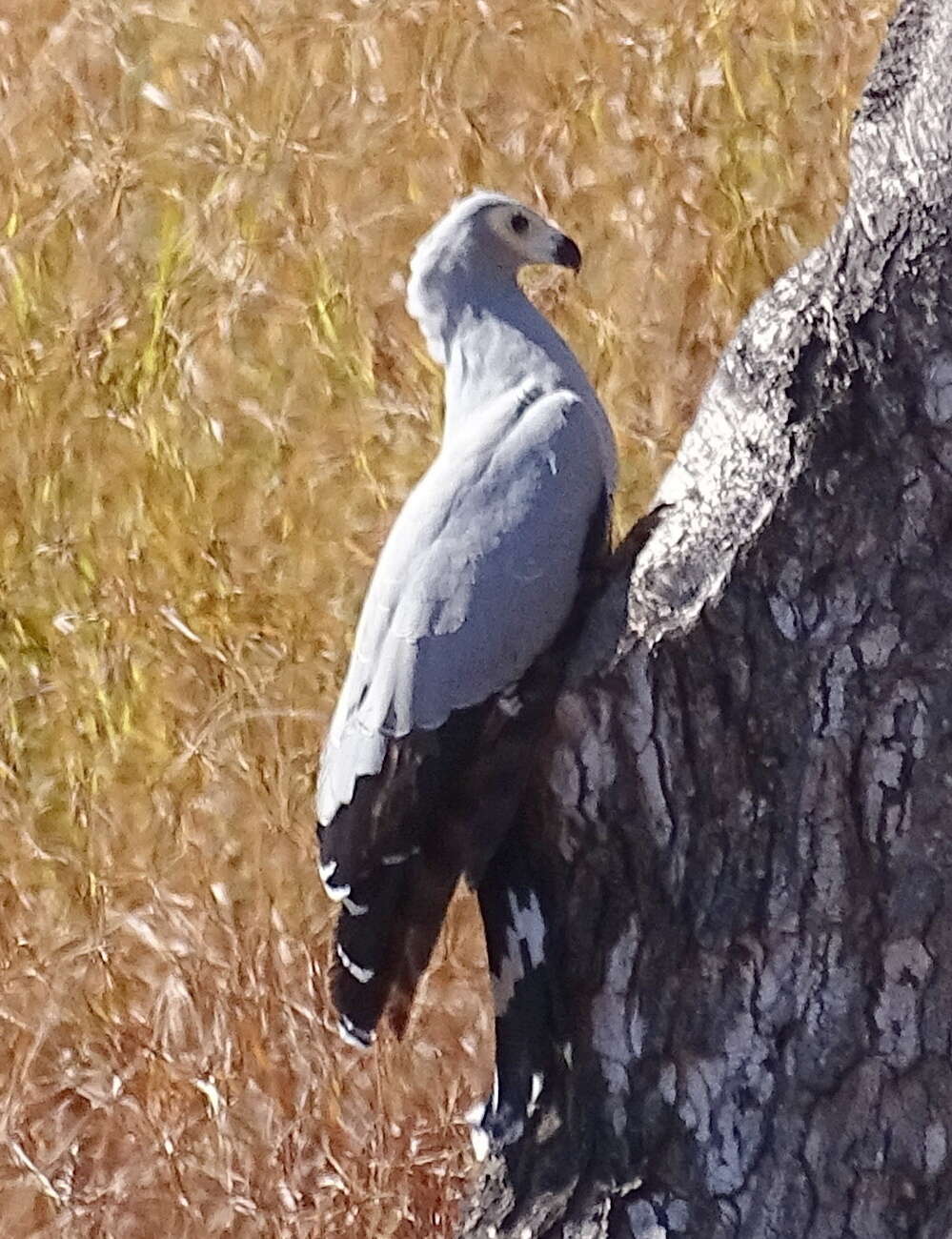 Image of Madagascan Harrier-Hawk