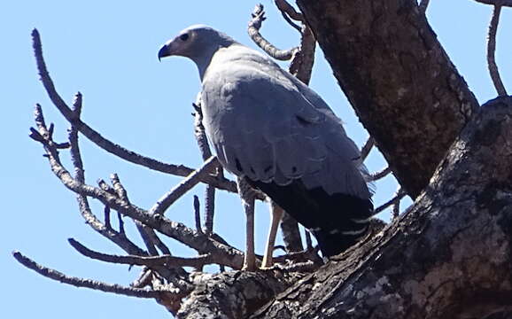 Image of Madagascan Harrier-Hawk